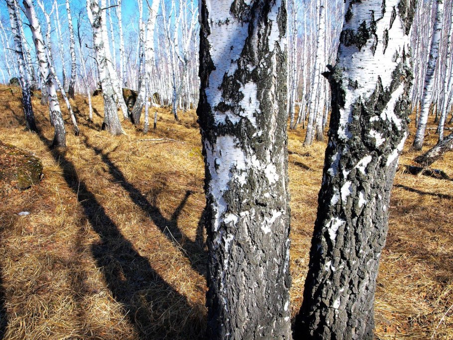 Сургут пыльца березы
