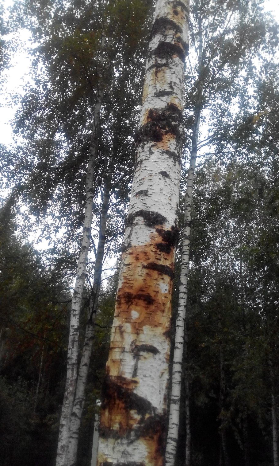 Русская Березка Чувашия