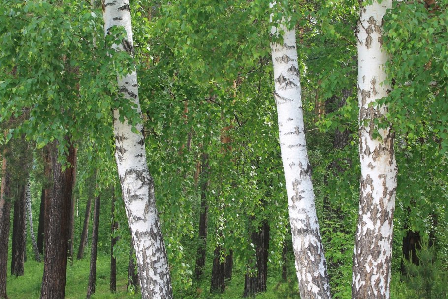 Береза Шмидта Betula schmidtii