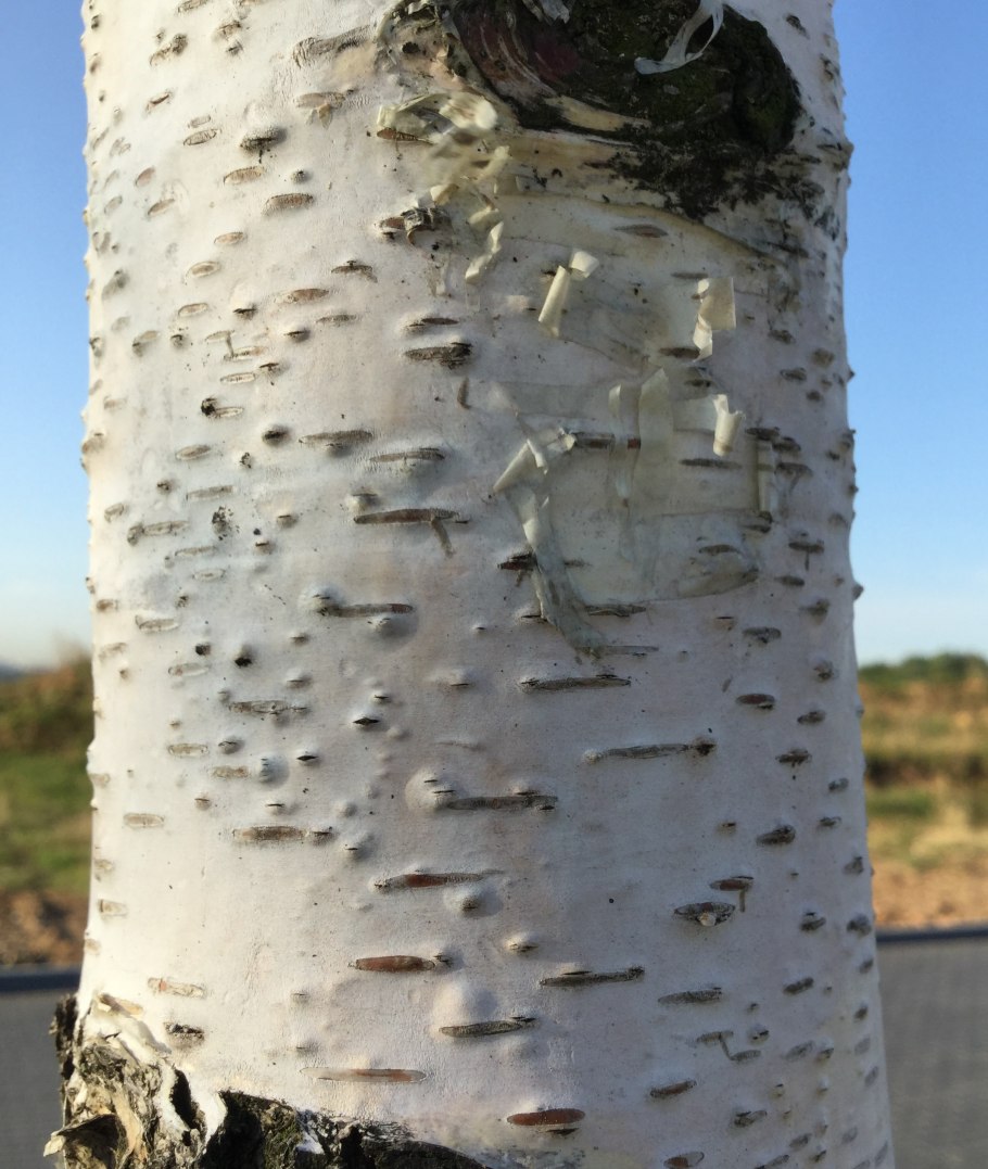 Бактериальная водянка тополя