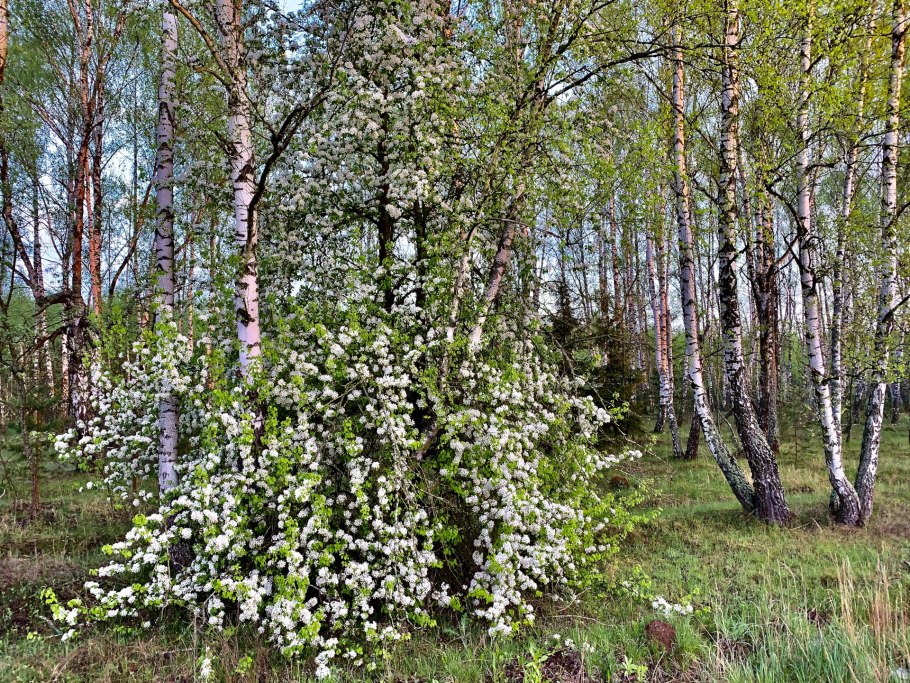 Береза карликовая Betula Nana