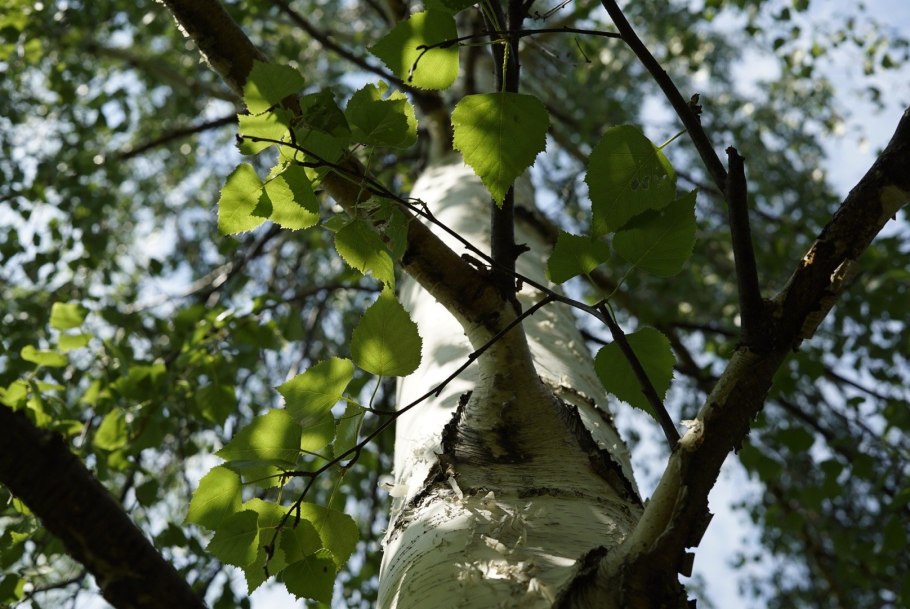 Березняк, Березовая роща