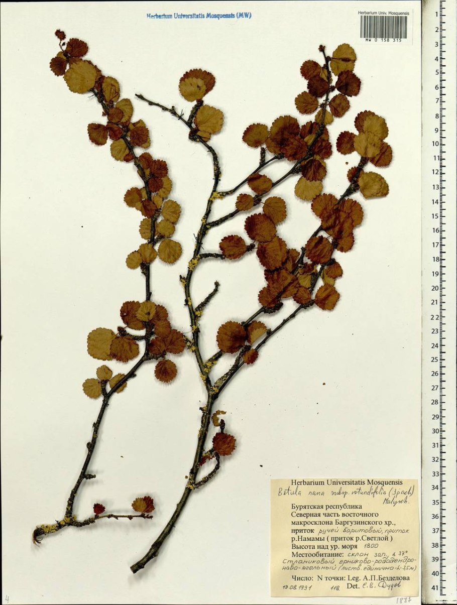 Береза Шмидта (железная береза )