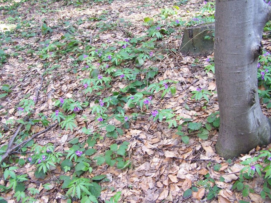 Дагестанская береза