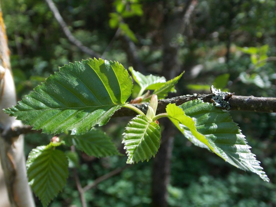 Эксидия на ольхе описание