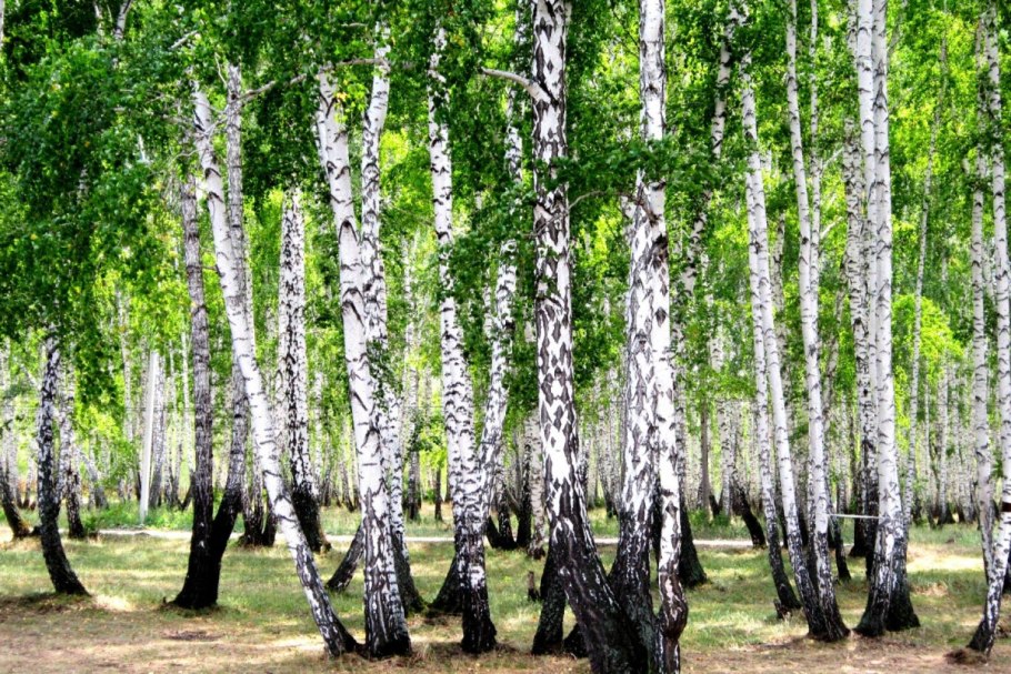 Береза весной