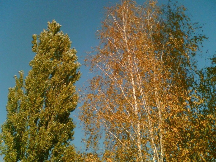 Березы Эстетика Алтай