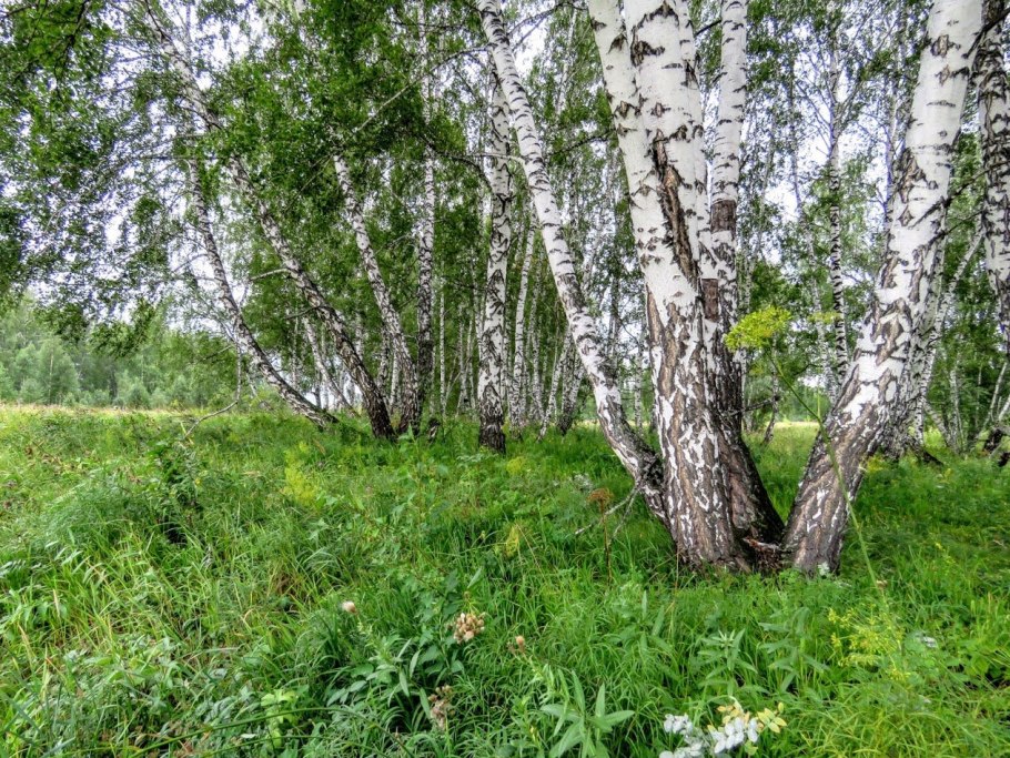 Букняк мертвопокровник