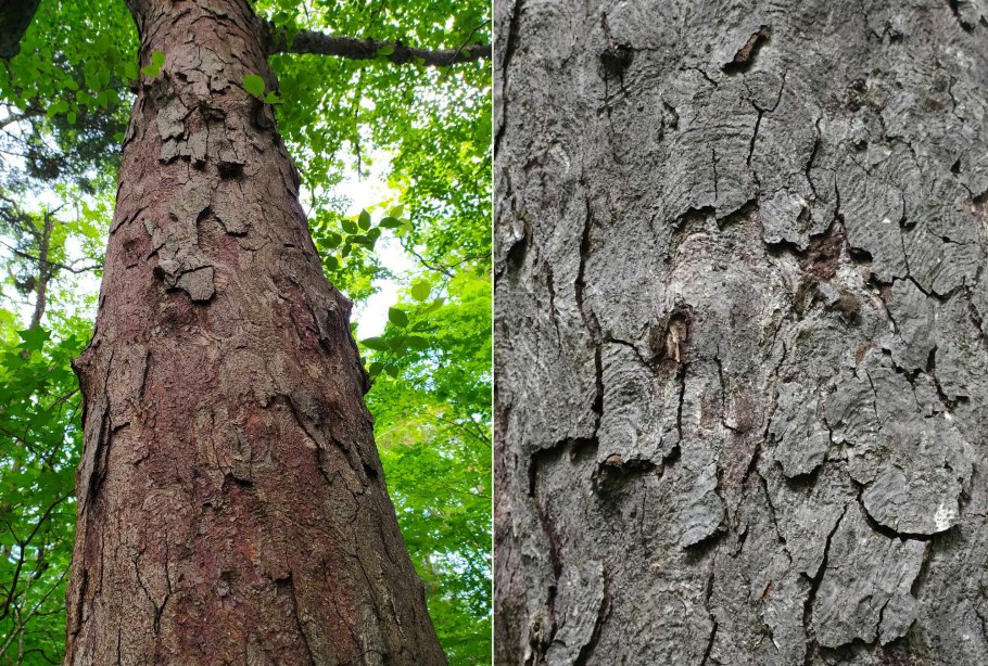 Береза приземистая Betula humilis
