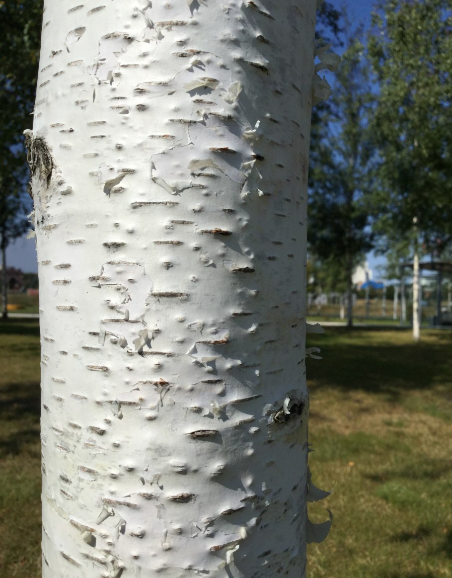 Карликовые Березки в Арктике