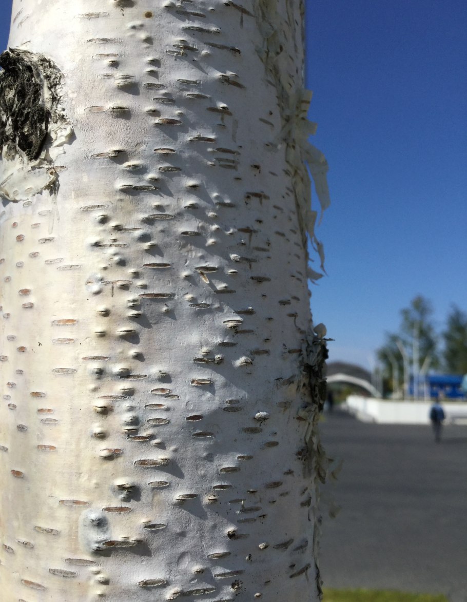 Анимация березы шумят