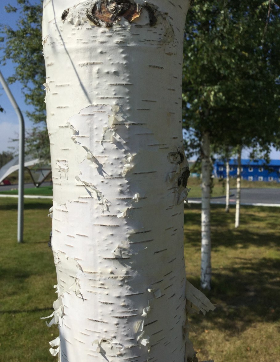 Как цветет береза фото