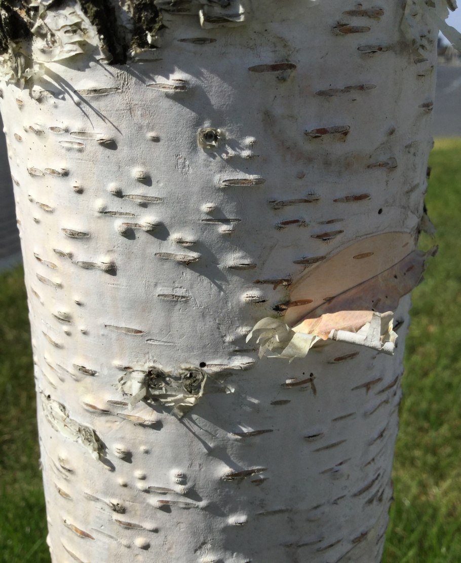 Береза пораженная опенком