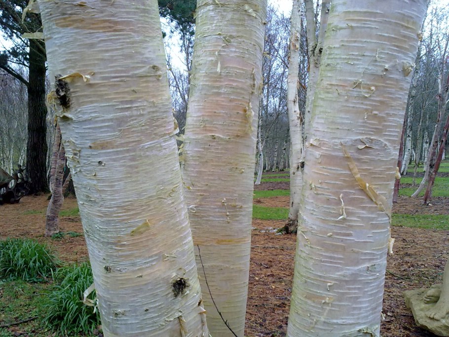 Бактериальная водянка березы