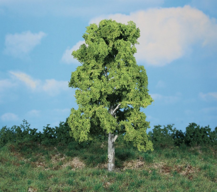 Береза шмидта железная