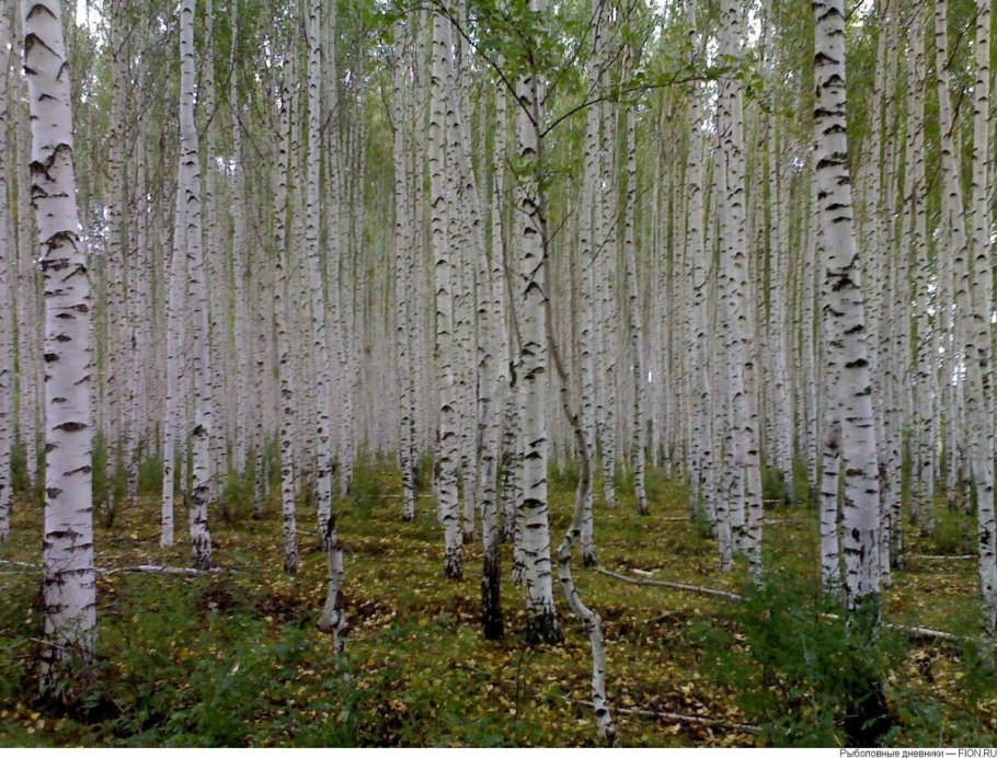 Березовая роща якутии