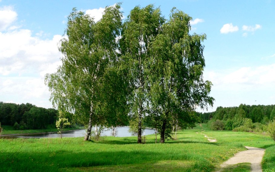 Повислая береза