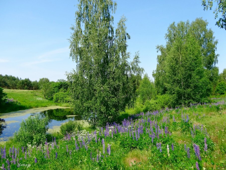 Береза повислая бородавчатая