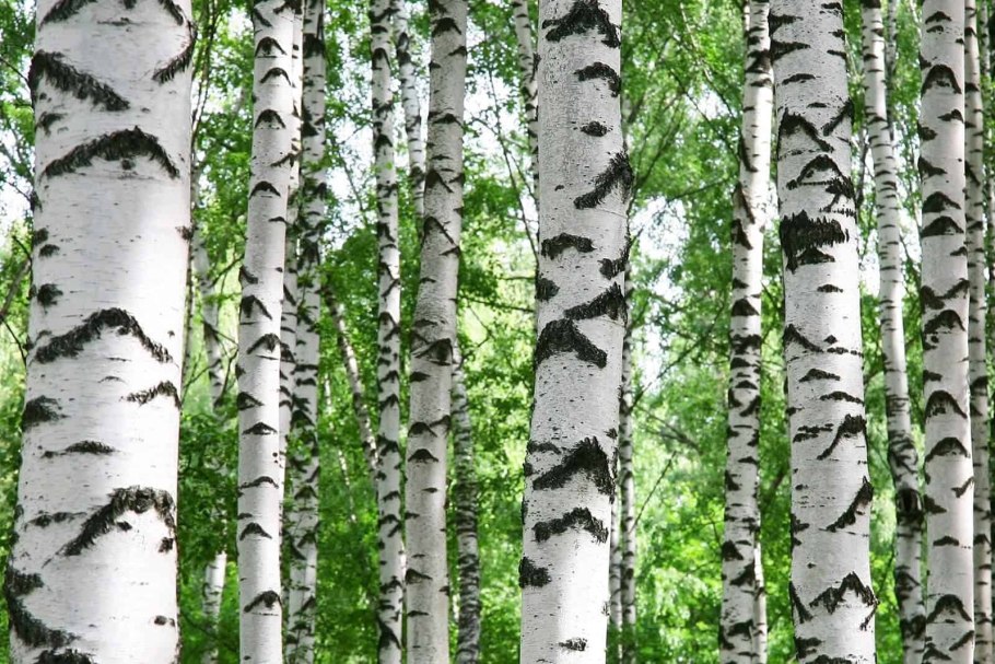 Березы почки птица