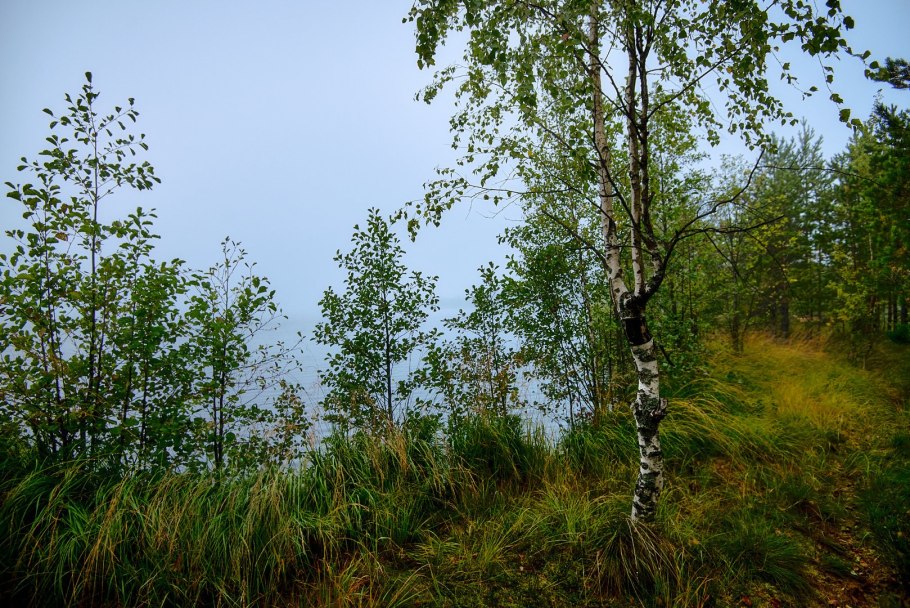 Береза Betula utilis