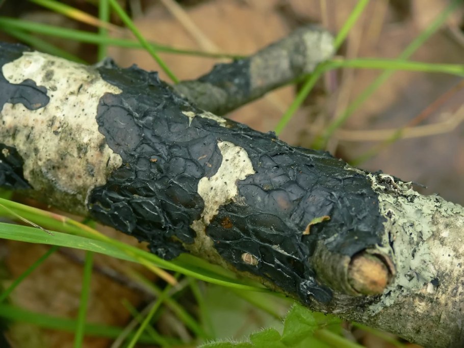 Пармелия бороздчатая