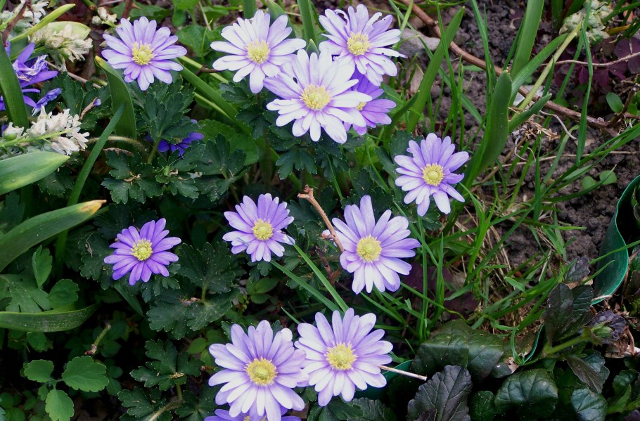 Анемона БЛАНДА Блю Сплендор