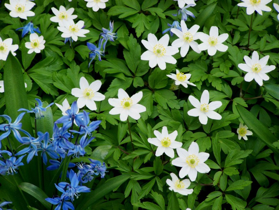 Крокус ветреница