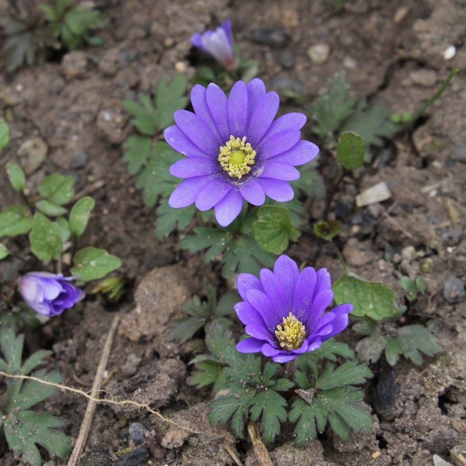Anemone parviflora