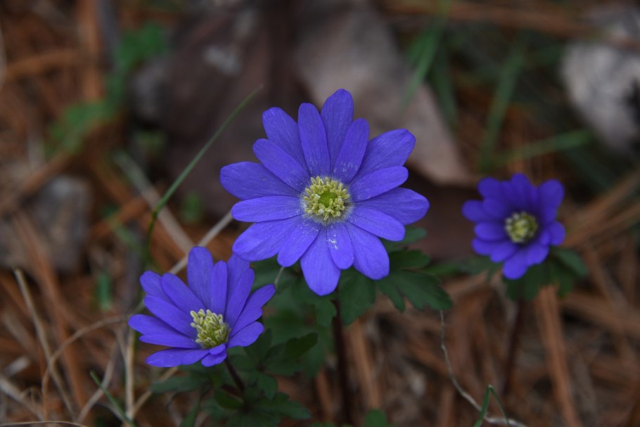 Анемона БЛАНДА