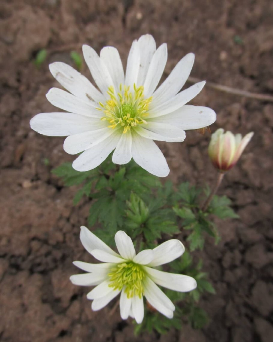 Анемона Пинк