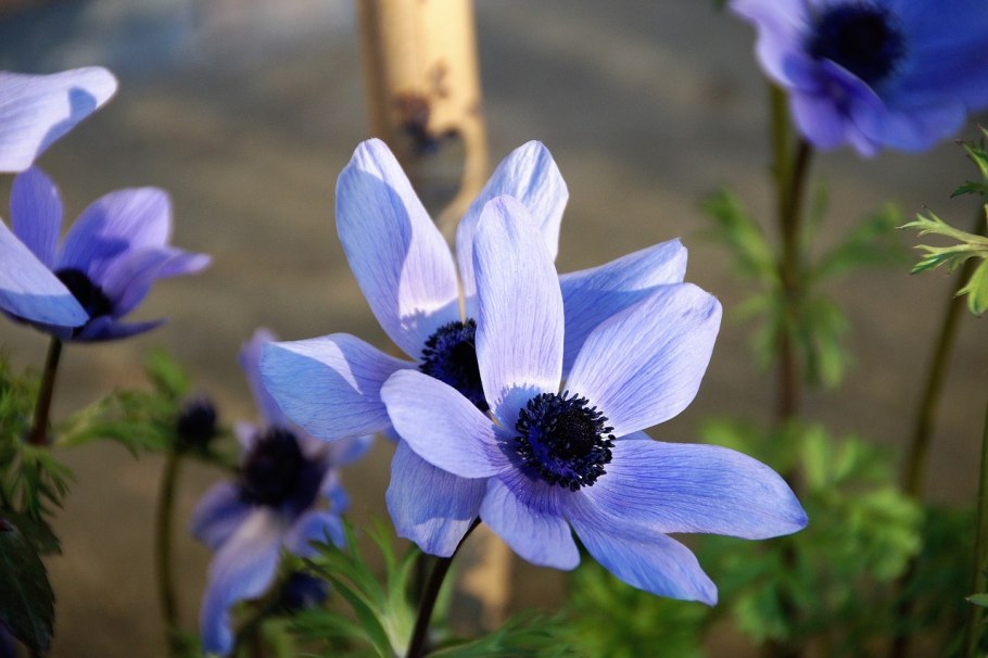 Ветреница длинноволосистая