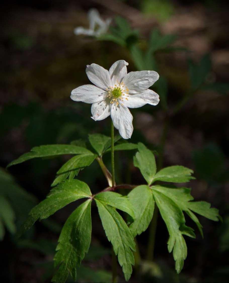 Анемона White Splendour
