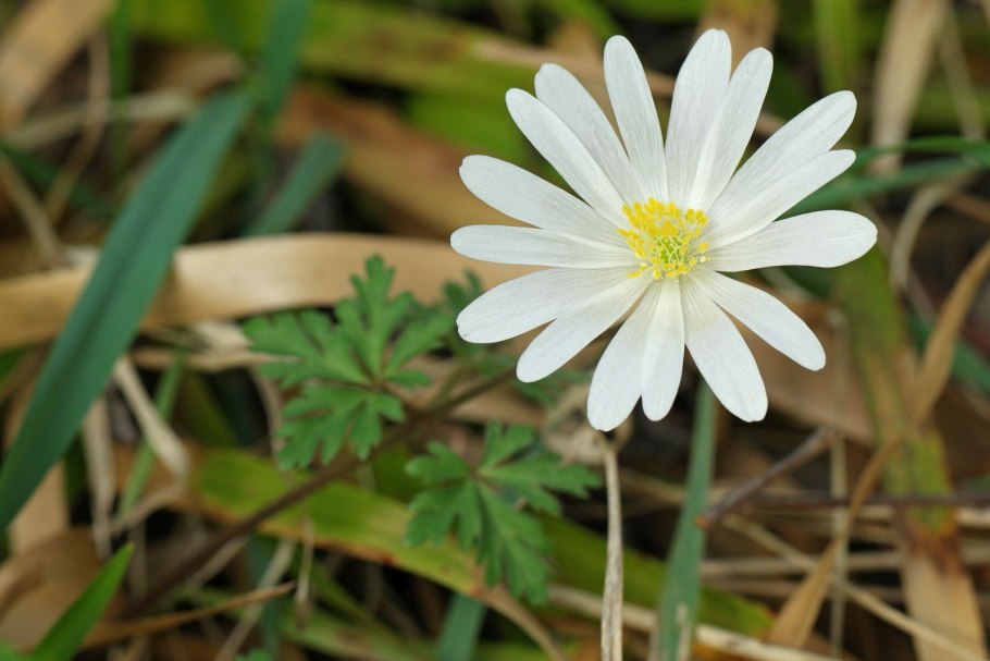 Анемона виргинская