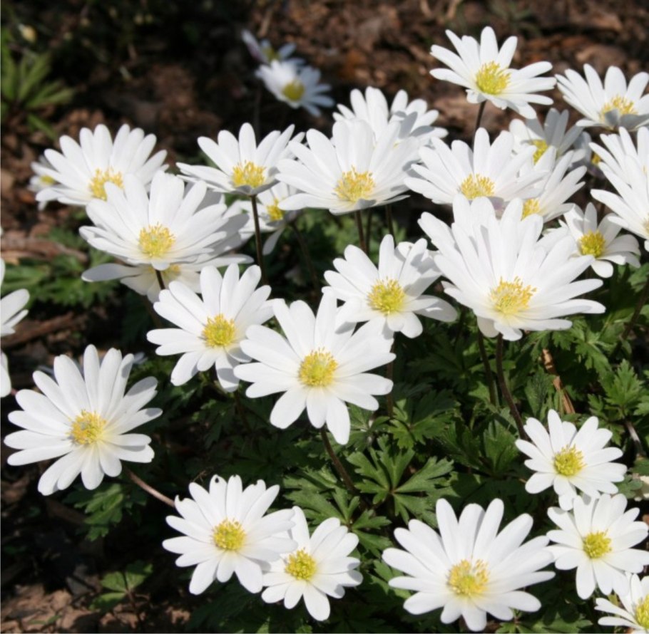 Анемона Уайт Сплендор