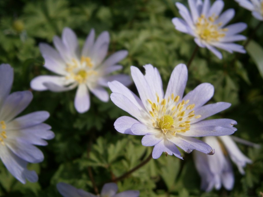 Анемона Лесная Anemone Sylvestris