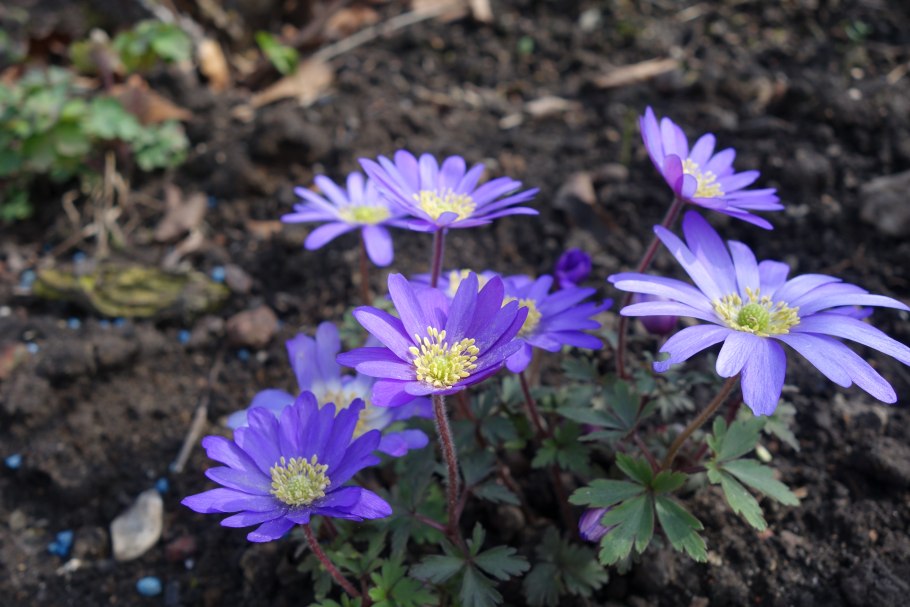 Анемона БЛАНДА смесь