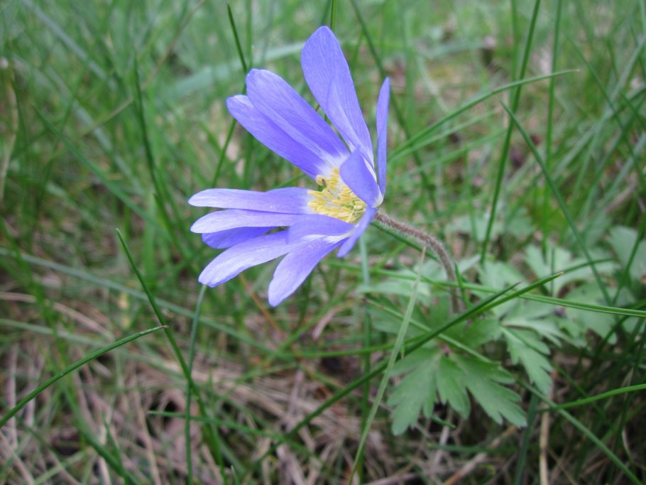 Anemone blanda