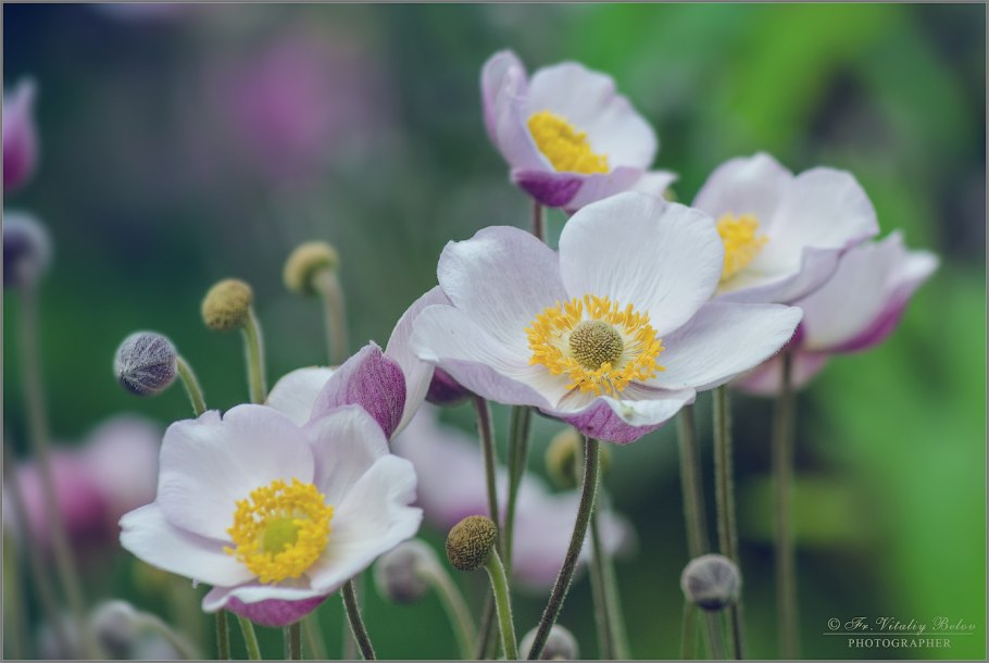 Ветреница Байкальская