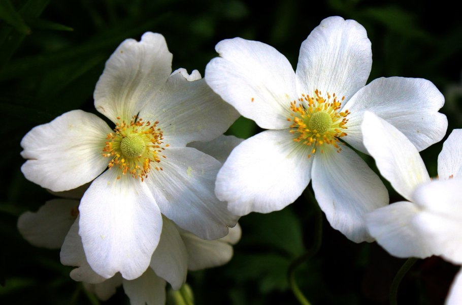 Ветреница Енисейская