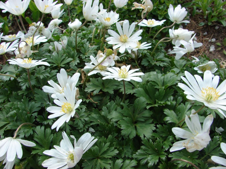 Герань Садовая или ветреница