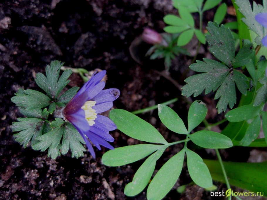 Анемона дубравная голубая