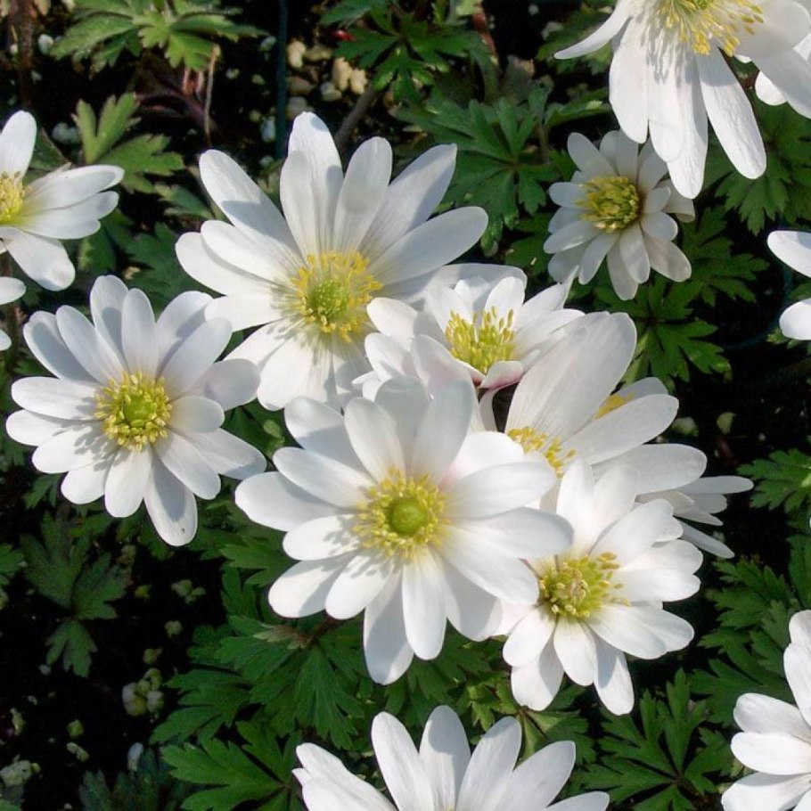 Анемона trullifolia