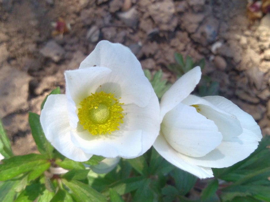 Анемона БЛАНДА Блю Шейдс