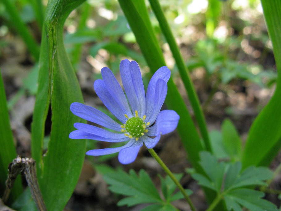 Ветреница кавказская