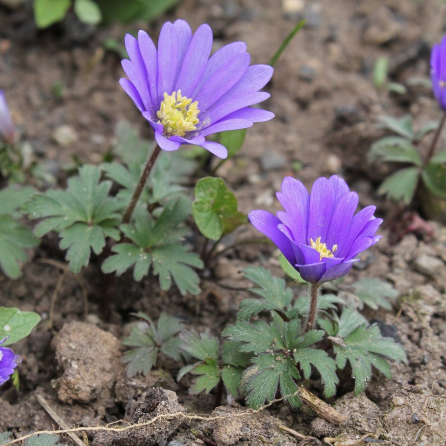 Анемона бланда блю шейдс