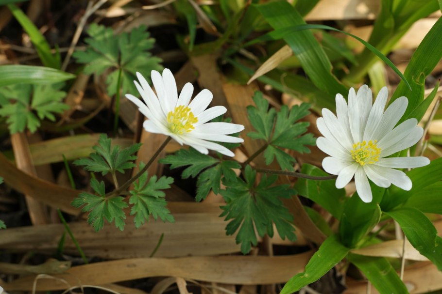 Анемона Виолет Стар