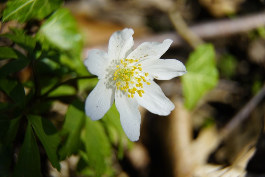 Анемона дубравная (anemone nemorosa)