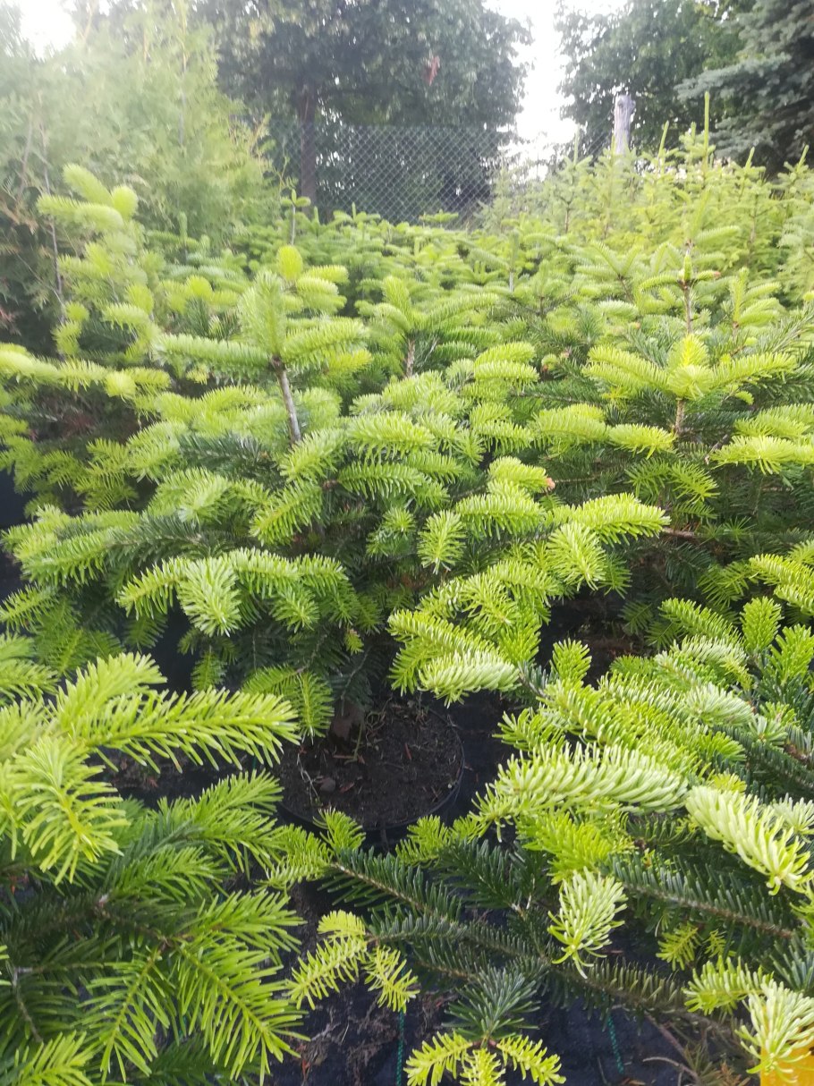 Пихта корейская Альба