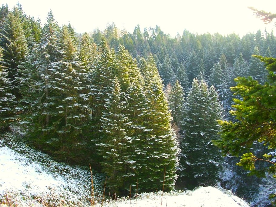 Abies sachalinensis стриженная форма