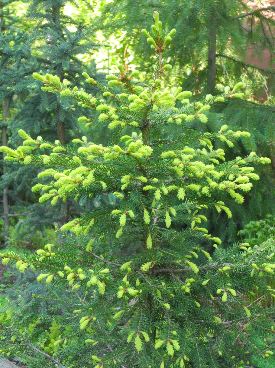 Хвойные деревья Сахалина